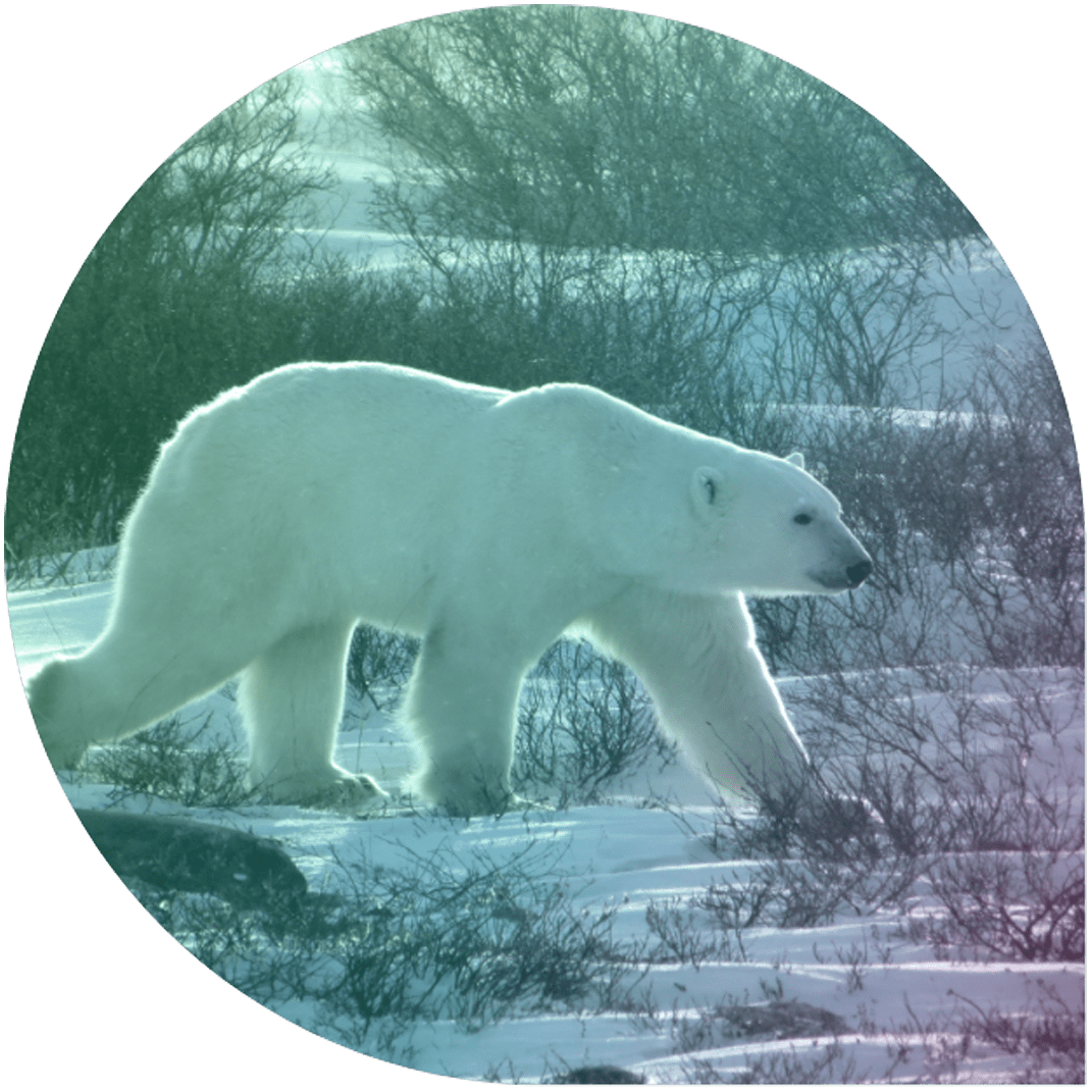 A polar bear walking through the tundra