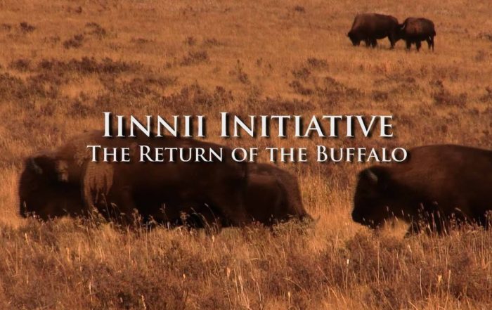 buffalo grazing in a field