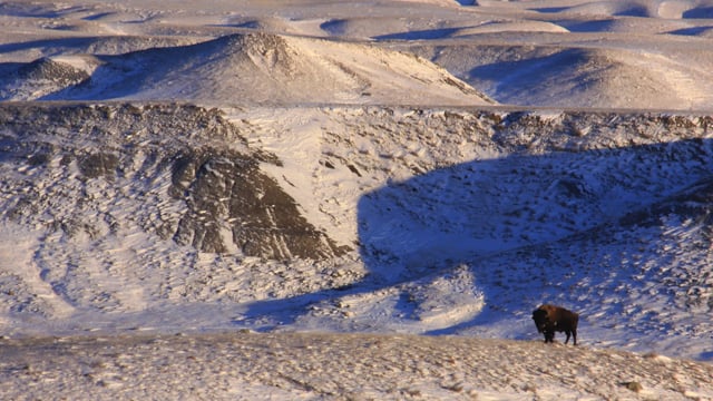 a buffalo on a winter landscape