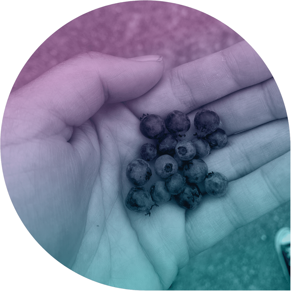 hand holding freshly picked blueberries