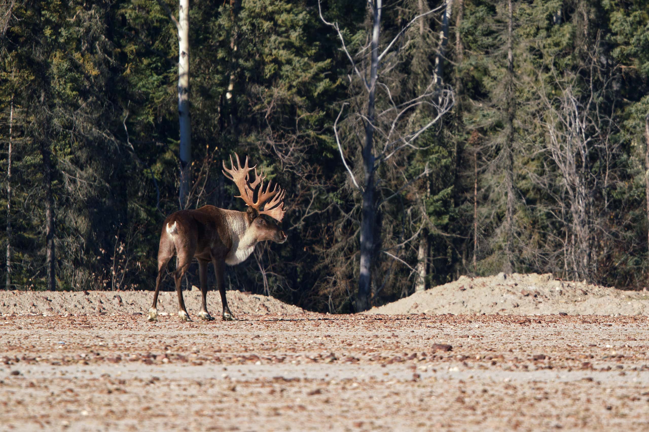 A moose standing in a field