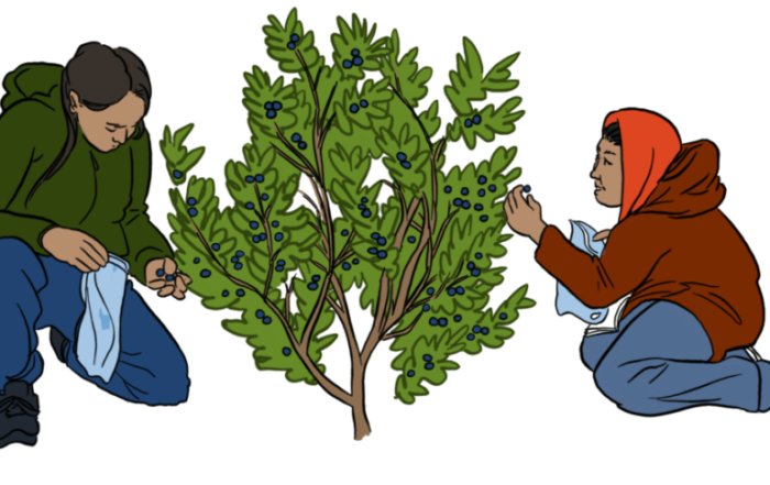 An illustration of two people kneeling to harvest berries from a bush. (Illustration by Nicole Burton).