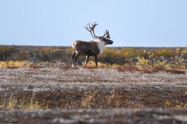 An image of a male woodland caribou standing in a grassland.