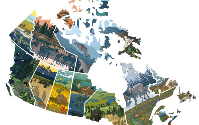 An illustrated map of Canada, including cultural keystone species such as bison, salmon, caribou, and deer.