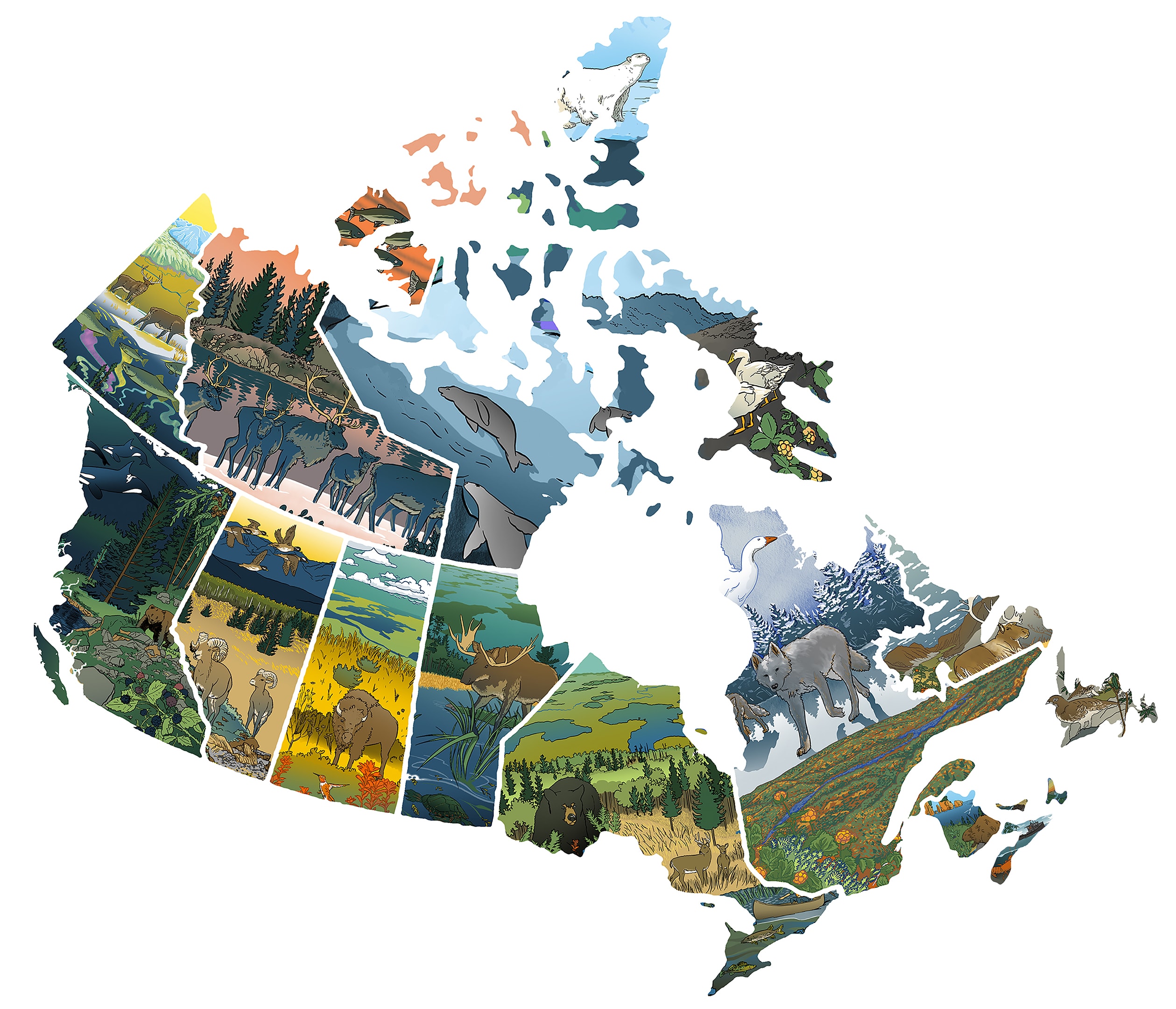 An illustrated map of Canada, including cultural keystone species such as bison, salmon, caribou, and deer.