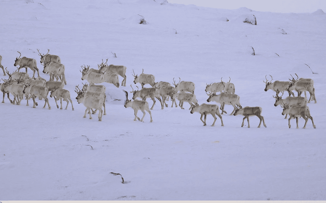 An image of a caribou herd walking through the snow.