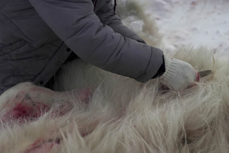 Polar bear hide preparation, Kangiqsualujjuaq, Nunavik