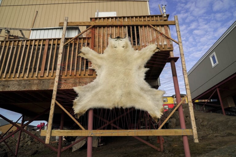 Polar bear hide in Iqaluit, Nunavut