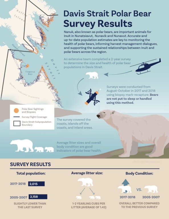 How polar bears are surveyed using genetic biopsy