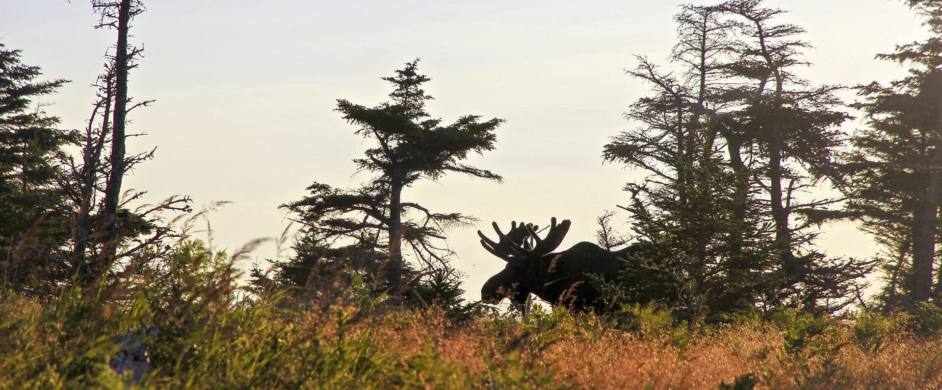 A bull moose stands in the forest in Cape Breton Highlands National Park.