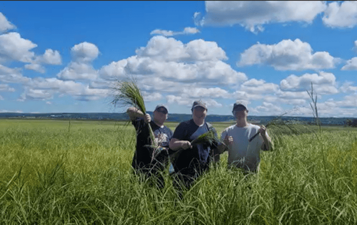 Three young people stand in a sweet grass field. One is holding up a handful of sweet grass.