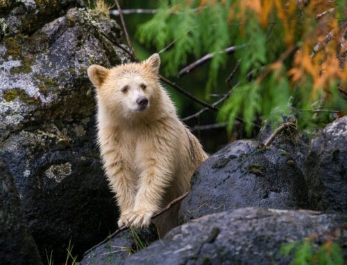 The Success of Spirit Bear Lodge: How a Remote, Community-led Business Became a Global Model for Ecotourism