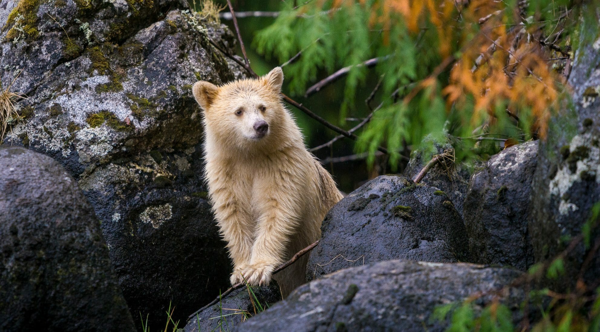 DSC00736-Kyle-Breckenridge-1984×1100