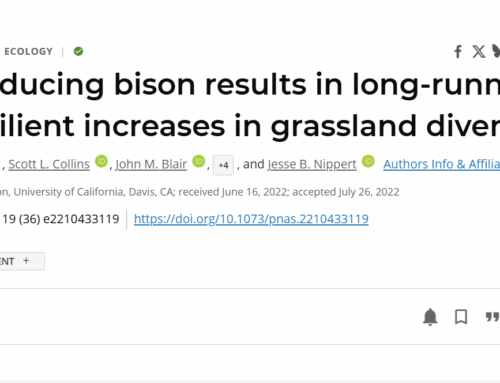 Reintroducing bison results in long-running and resilient increases in grassland diversity